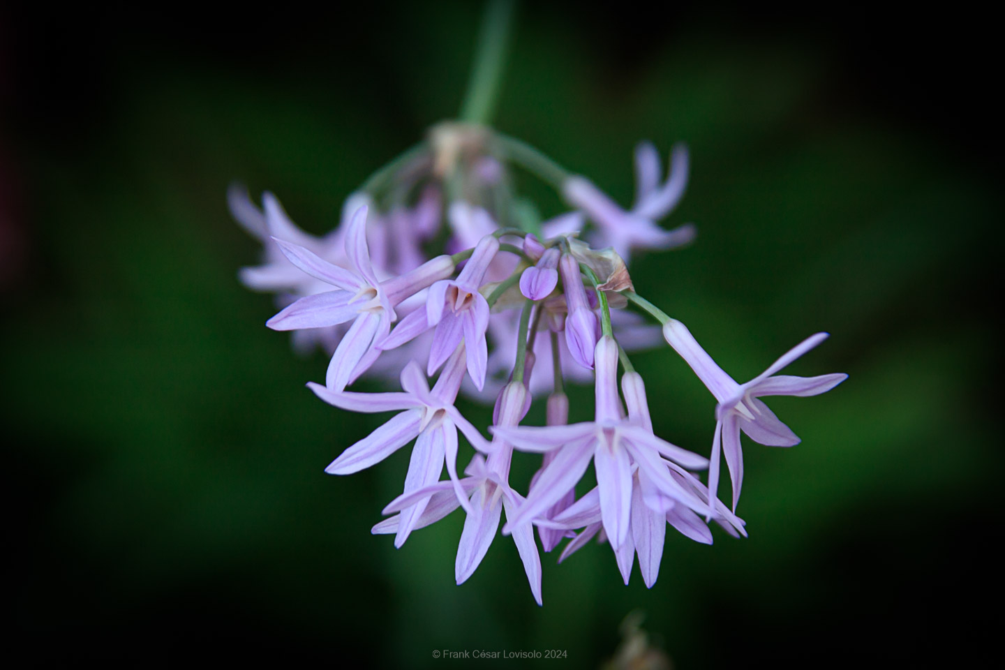 accumulation,périgrination,Photographies - Photographies - Frank César LOVISOLO - L’accumulation est une technique artistique popularisée par Arman, artiste français qui l’a beaucoup travaillée et théorisée. Tel qu’Arman la définit et la produit, l’accumulation est un rassemblement d’objets identiques dans une très grande quantité, généralement fondue dans du plexiglas.