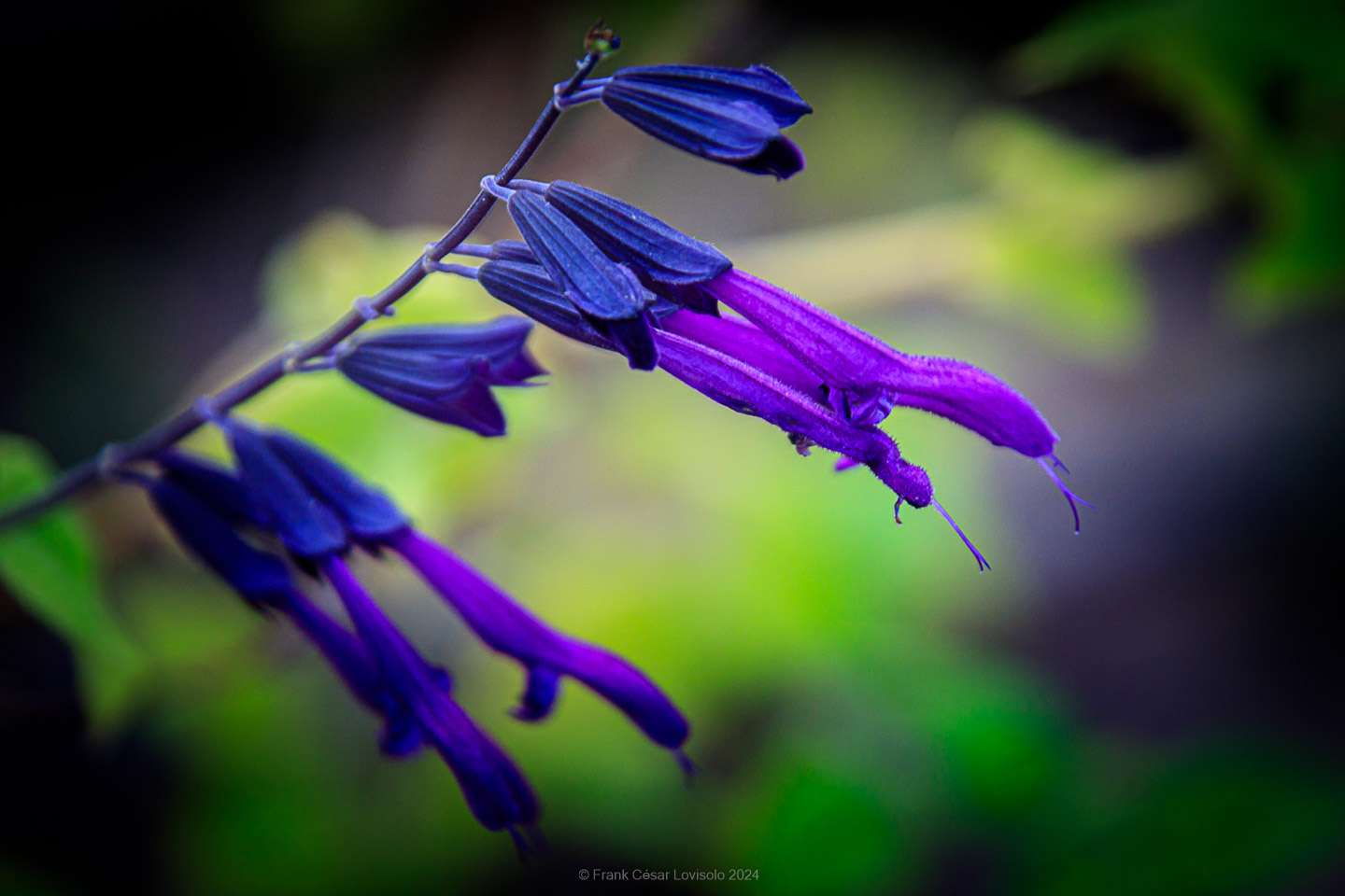 accumulation,périgrination,Photographies - Photographies - Frank César LOVISOLO - L’accumulation est une technique artistique popularisée par Arman, artiste français qui l’a beaucoup travaillée et théorisée. Tel qu’Arman la définit et la produit, l’accumulation est un rassemblement d’objets identiques dans une très grande quantité, généralement fondue dans du plexiglas.