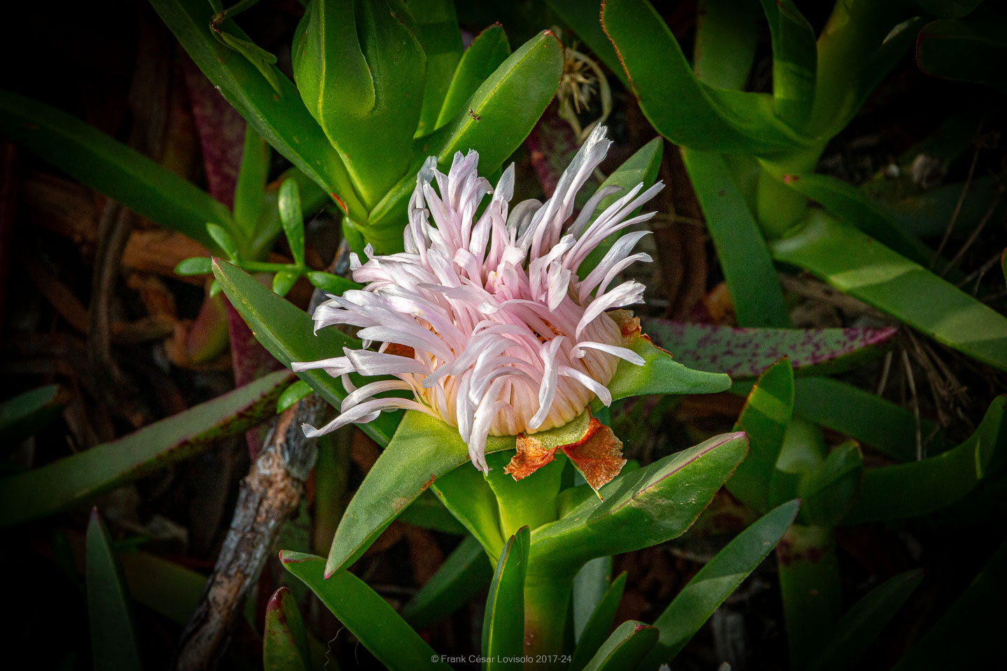 accumulation,périgrination,Photographies - Photographies - Frank César LOVISOLO - L’accumulation est une technique artistique popularisée par Arman, artiste français qui l’a beaucoup travaillée et théorisée. Tel qu’Arman la définit et la produit, l’accumulation est un rassemblement d’objets identiques dans une très grande quantité, généralement fondue dans du plexiglas.