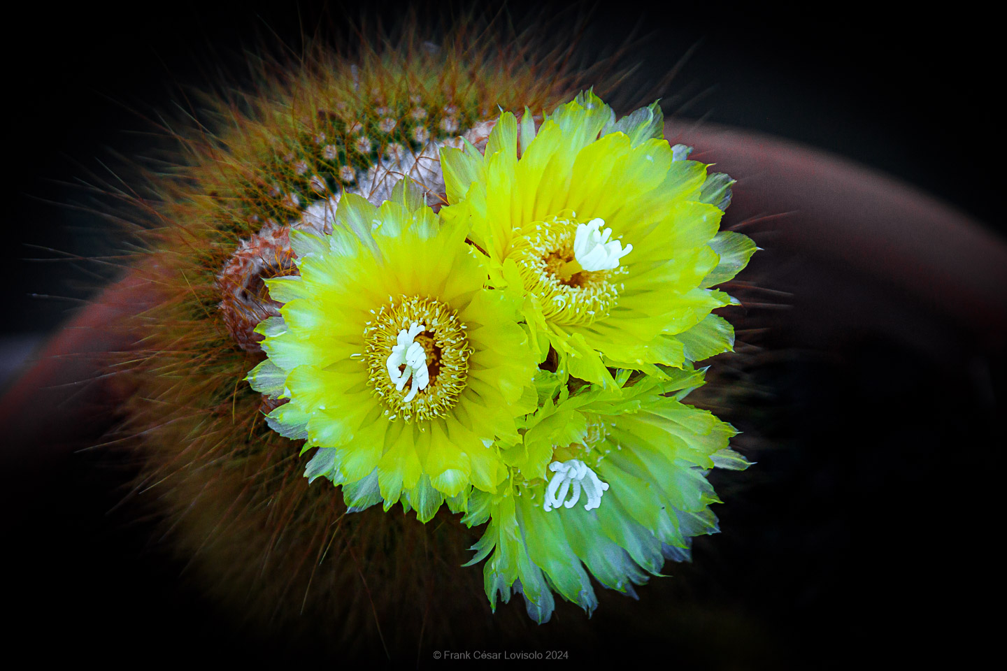 accumulation,périgrination,Photographies - Photographies - Frank César LOVISOLO - L’accumulation est une technique artistique popularisée par Arman, artiste français qui l’a beaucoup travaillée et théorisée. Tel qu’Arman la définit et la produit, l’accumulation est un rassemblement d’objets identiques dans une très grande quantité, généralement fondue dans du plexiglas.