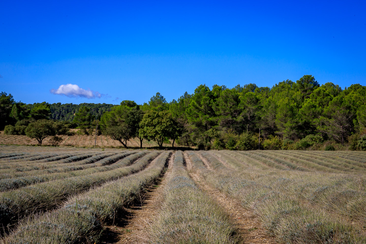 accumulation,périgrination,Photographies - Photographies - Frank César LOVISOLO - L’accumulation est une technique artistique popularisée par Arman, artiste français qui l’a beaucoup travaillée et théorisée. Tel qu’Arman la définit et la produit, l’accumulation est un rassemblement d’objets identiques dans une très grande quantité, généralement fondue dans du plexiglas.