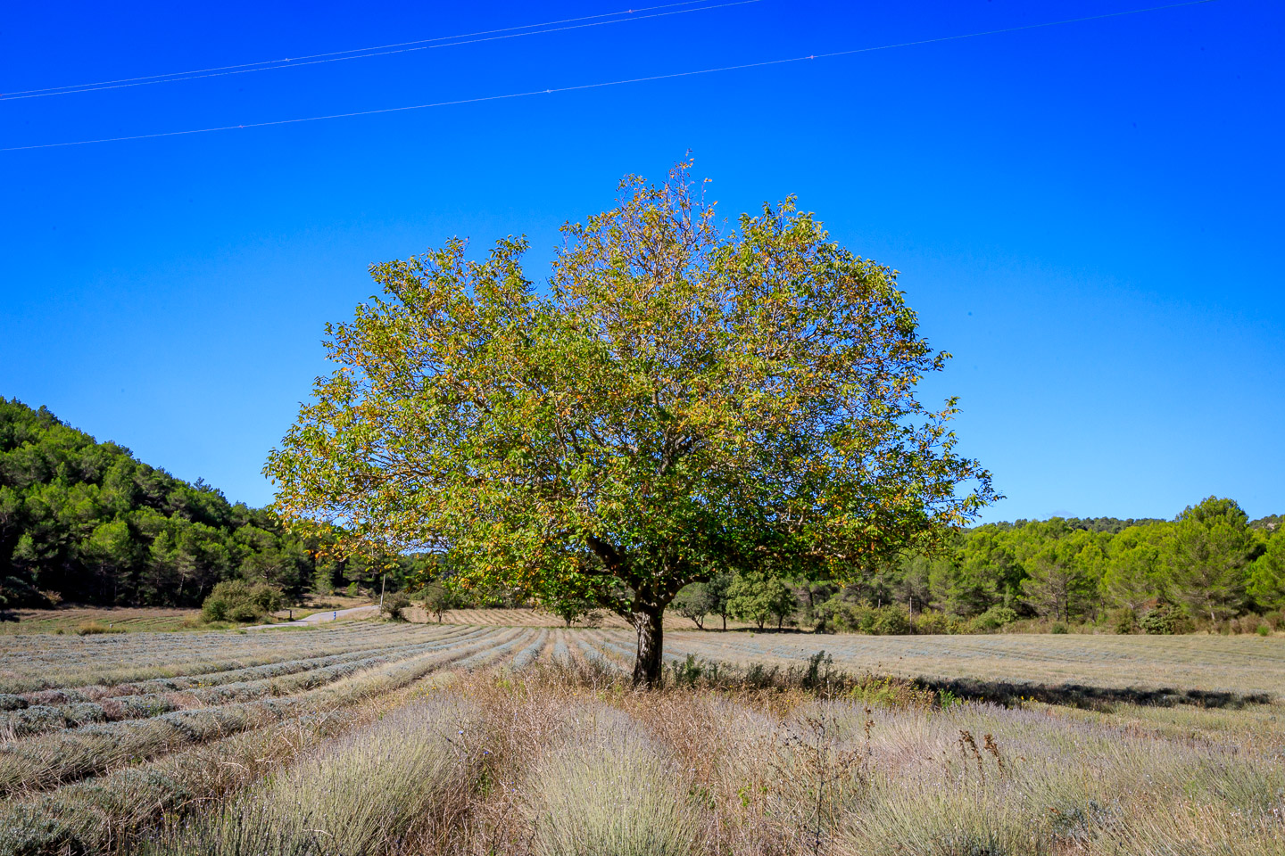 accumulation,périgrination,Photographies - Photographies - Frank César LOVISOLO - L’accumulation est une technique artistique popularisée par Arman, artiste français qui l’a beaucoup travaillée et théorisée. Tel qu’Arman la définit et la produit, l’accumulation est un rassemblement d’objets identiques dans une très grande quantité, généralement fondue dans du plexiglas.