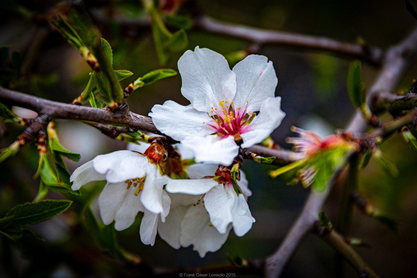 accumulation,périgrination,Photographies - Photographies - Frank César LOVISOLO - L’accumulation est une technique artistique popularisée par Arman, artiste français qui l’a beaucoup travaillée et théorisée. Tel qu’Arman la définit et la produit, l’accumulation est un rassemblement d’objets identiques dans une très grande quantité, généralement fondue dans du plexiglas.