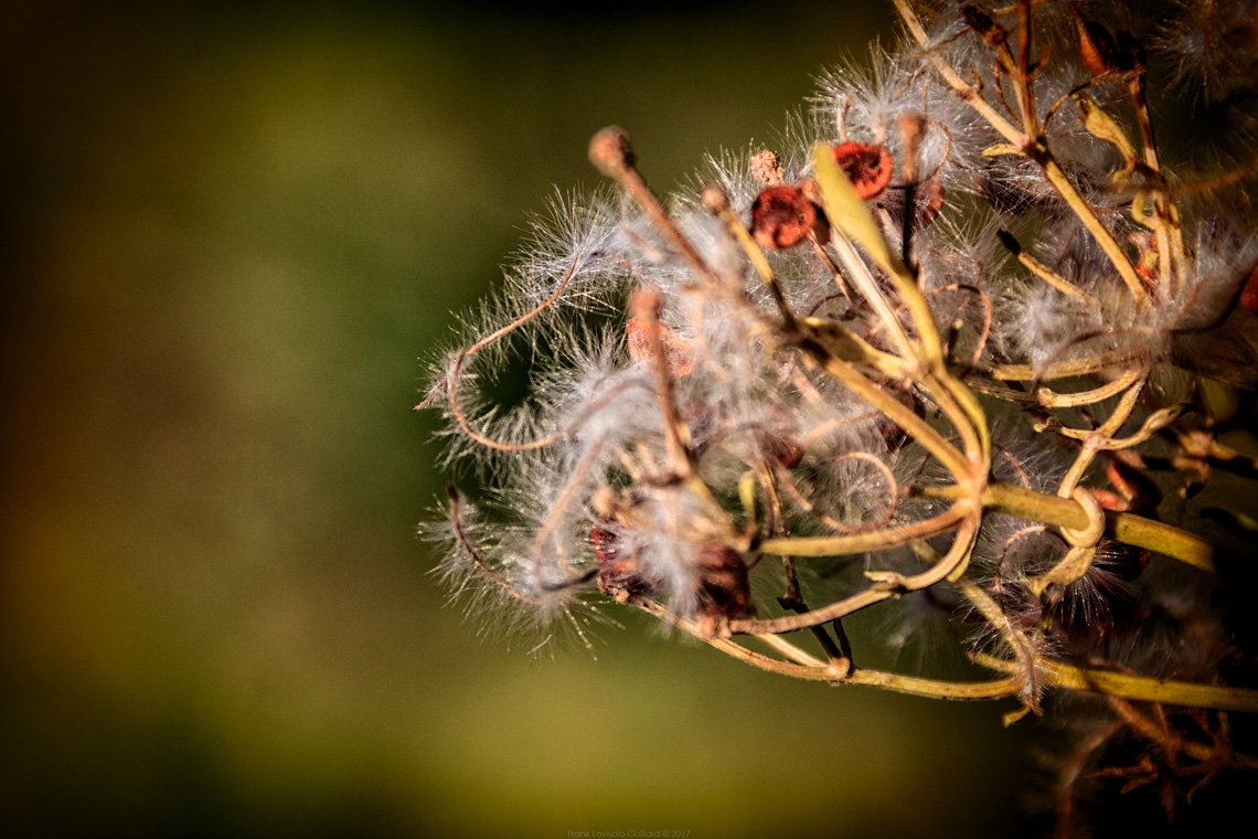 accumulation,périgrination,Photographies - Photographies - Frank César LOVISOLO - L’accumulation est une technique artistique popularisée par Arman, artiste français qui l’a beaucoup travaillée et théorisée. Tel qu’Arman la définit et la produit, l’accumulation est un rassemblement d’objets identiques dans une très grande quantité, généralement fondue dans du plexiglas.