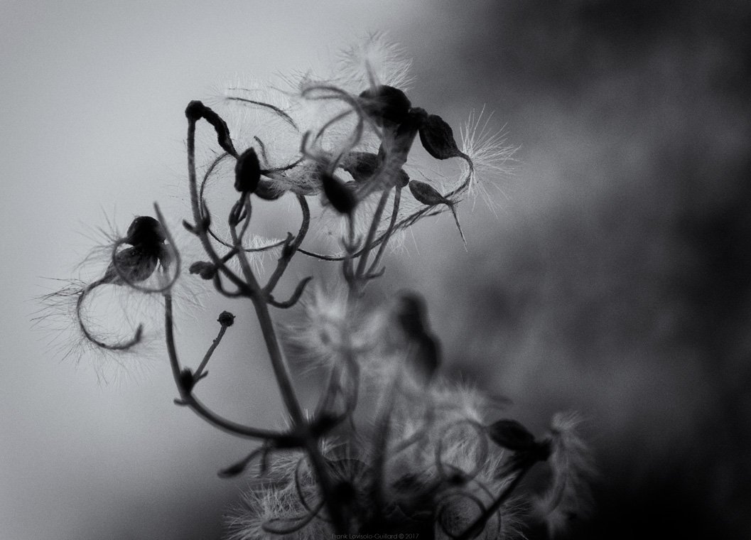 accumulation,périgrination,Photographies - Photographies - Frank César LOVISOLO - L’accumulation est une technique artistique popularisée par Arman, artiste français qui l’a beaucoup travaillée et théorisée. Tel qu’Arman la définit et la produit, l’accumulation est un rassemblement d’objets identiques dans une très grande quantité, généralement fondue dans du plexiglas.