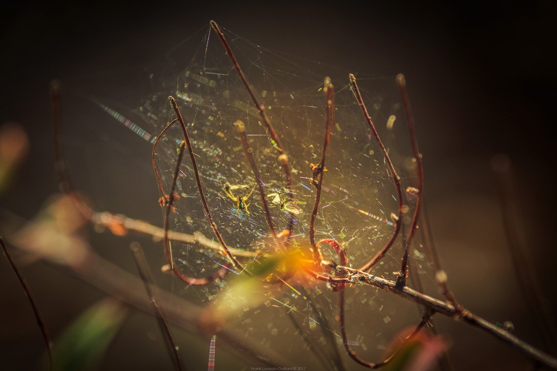 accumulation,périgrination,Photographies - Photographies - Frank César LOVISOLO - L’accumulation est une technique artistique popularisée par Arman, artiste français qui l’a beaucoup travaillée et théorisée. Tel qu’Arman la définit et la produit, l’accumulation est un rassemblement d’objets identiques dans une très grande quantité, généralement fondue dans du plexiglas.