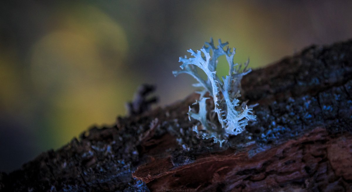 accumulation,périgrination,Photographies - Photographies - Frank César LOVISOLO - L’accumulation est une technique artistique popularisée par Arman, artiste français qui l’a beaucoup travaillée et théorisée. Tel qu’Arman la définit et la produit, l’accumulation est un rassemblement d’objets identiques dans une très grande quantité, généralement fondue dans du plexiglas.