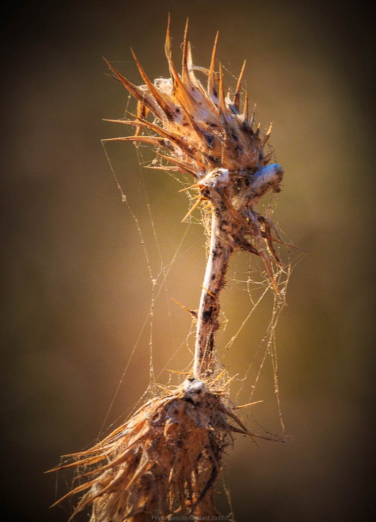 accumulation,périgrination,Photographies - Photographies - Frank César LOVISOLO - L’accumulation est une technique artistique popularisée par Arman, artiste français qui l’a beaucoup travaillée et théorisée. Tel qu’Arman la définit et la produit, l’accumulation est un rassemblement d’objets identiques dans une très grande quantité, généralement fondue dans du plexiglas.