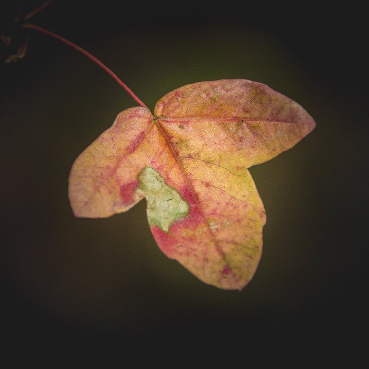 accumulation,périgrination,Photographies - Photographies - Frank César LOVISOLO - L’accumulation est une technique artistique popularisée par Arman, artiste français qui l’a beaucoup travaillée et théorisée. Tel qu’Arman la définit et la produit, l’accumulation est un rassemblement d’objets identiques dans une très grande quantité, généralement fondue dans du plexiglas.