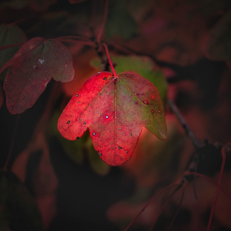 accumulation,périgrination,Photographies - Photographies - Frank César LOVISOLO - L’accumulation est une technique artistique popularisée par Arman, artiste français qui l’a beaucoup travaillée et théorisée. Tel qu’Arman la définit et la produit, l’accumulation est un rassemblement d’objets identiques dans une très grande quantité, généralement fondue dans du plexiglas.