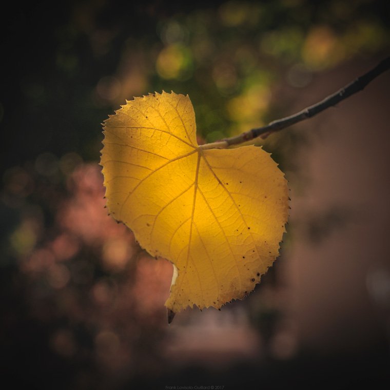accumulation,périgrination,Photographies - Photographies - Frank César LOVISOLO - L’accumulation est une technique artistique popularisée par Arman, artiste français qui l’a beaucoup travaillée et théorisée. Tel qu’Arman la définit et la produit, l’accumulation est un rassemblement d’objets identiques dans une très grande quantité, généralement fondue dans du plexiglas.