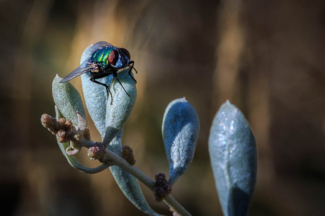 accumulation,périgrination,Photographies - Photographies - Frank César LOVISOLO - L’accumulation est une technique artistique popularisée par Arman, artiste français qui l’a beaucoup travaillée et théorisée. Tel qu’Arman la définit et la produit, l’accumulation est un rassemblement d’objets identiques dans une très grande quantité, généralement fondue dans du plexiglas.
