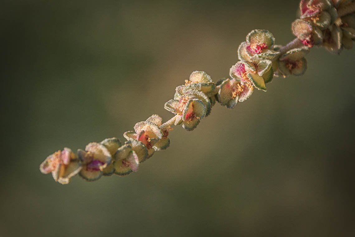 accumulation,périgrination,Photographies - Photographies - Frank César LOVISOLO - L’accumulation est une technique artistique popularisée par Arman, artiste français qui l’a beaucoup travaillée et théorisée. Tel qu’Arman la définit et la produit, l’accumulation est un rassemblement d’objets identiques dans une très grande quantité, généralement fondue dans du plexiglas.