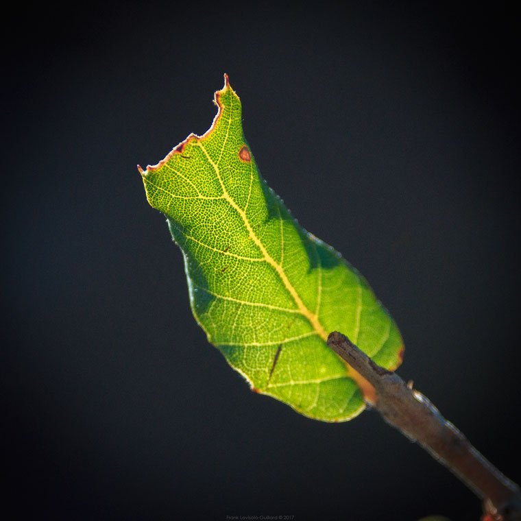 accumulation,périgrination,Photographies - Photographies - Frank César LOVISOLO - L’accumulation est une technique artistique popularisée par Arman, artiste français qui l’a beaucoup travaillée et théorisée. Tel qu’Arman la définit et la produit, l’accumulation est un rassemblement d’objets identiques dans une très grande quantité, généralement fondue dans du plexiglas.