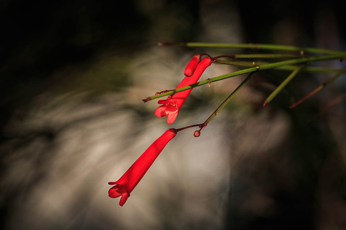 accumulation,périgrination,Photographies - Photographies - Frank César LOVISOLO - L’accumulation est une technique artistique popularisée par Arman, artiste français qui l’a beaucoup travaillée et théorisée. Tel qu’Arman la définit et la produit, l’accumulation est un rassemblement d’objets identiques dans une très grande quantité, généralement fondue dans du plexiglas.