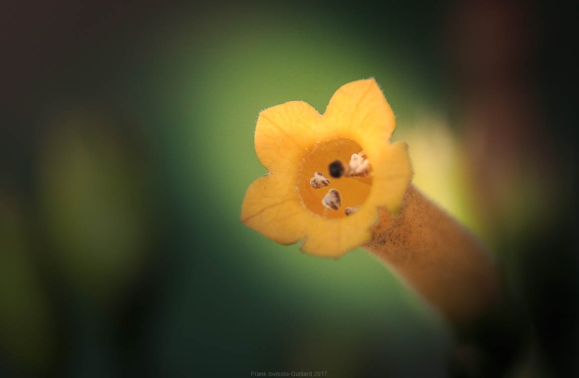 accumulation,périgrination,Photographies - Photographies - Frank César LOVISOLO - L’accumulation est une technique artistique popularisée par Arman, artiste français qui l’a beaucoup travaillée et théorisée. Tel qu’Arman la définit et la produit, l’accumulation est un rassemblement d’objets identiques dans une très grande quantité, généralement fondue dans du plexiglas.