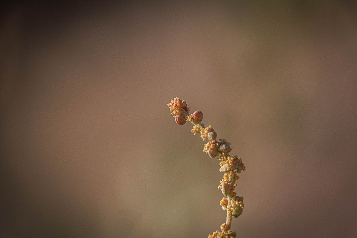 accumulation,périgrination,Photographies - Photographies - Frank César LOVISOLO - L’accumulation est une technique artistique popularisée par Arman, artiste français qui l’a beaucoup travaillée et théorisée. Tel qu’Arman la définit et la produit, l’accumulation est un rassemblement d’objets identiques dans une très grande quantité, généralement fondue dans du plexiglas.