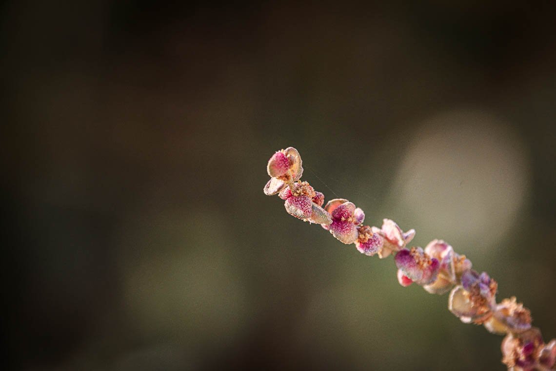 accumulation,périgrination,Photographies - Photographies - Frank César LOVISOLO - L’accumulation est une technique artistique popularisée par Arman, artiste français qui l’a beaucoup travaillée et théorisée. Tel qu’Arman la définit et la produit, l’accumulation est un rassemblement d’objets identiques dans une très grande quantité, généralement fondue dans du plexiglas.