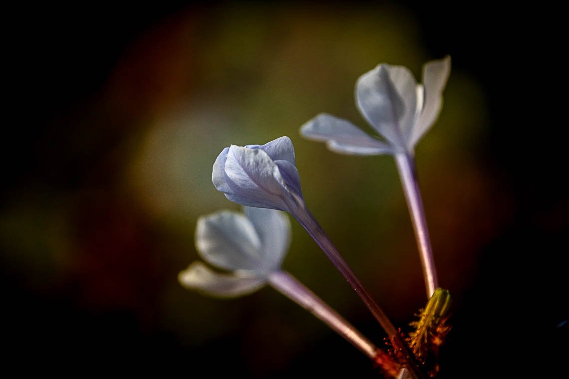 accumulation,périgrination,Photographies - Photographies - Frank César LOVISOLO - L’accumulation est une technique artistique popularisée par Arman, artiste français qui l’a beaucoup travaillée et théorisée. Tel qu’Arman la définit et la produit, l’accumulation est un rassemblement d’objets identiques dans une très grande quantité, généralement fondue dans du plexiglas.