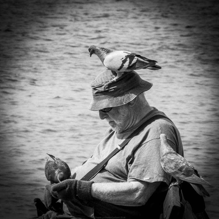 Pigeon Vole - Toulon