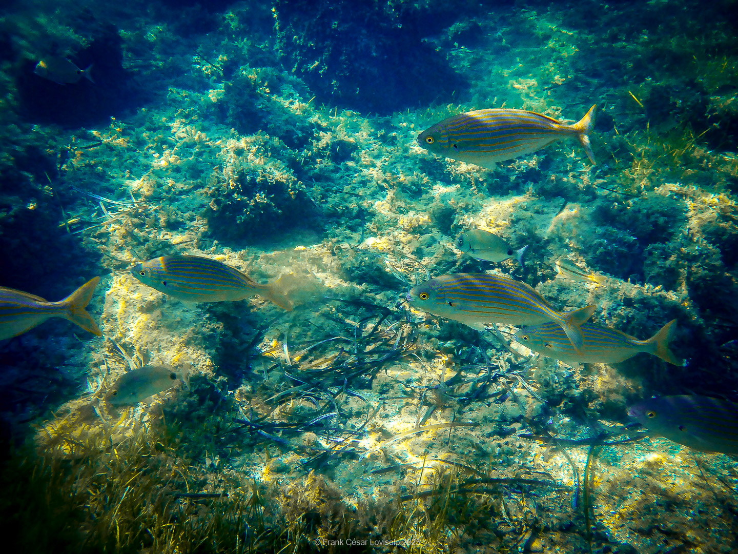 Snorkeling,Le port gréco-romain d’Olbia à Hyères - Sousleaugraphie - Snorkeling - Frank César LOVISOLO - La relation entre l’être humain et le milieu marin s’est progressivement transformée au cours des dernières décennies. Longtemps réservée aux pêcheurs, aux navigateurs ou aux plongeurs aguerris, l’exploration sous-marine s’est démocratisée grâce au développement d’équipements simples et accessibles. La randonnée sous-marine avec palmes et masque, également connue sous le nom de snorkeling, en constitue l’une des pratiques les plus populaires. Elle se caractérise par une immersion en surface, la plupart du temps à faible profondeur, permettant l’observation directe des fonds marins. Si elle est souvent perçue comme une activité de loisir, la randonnée palmée occupe une place croissante dans les domaines de l’éducation, de la sensibilisation à l’environnement et du tourisme durable. L’objectif de cet article est d’analyser cette pratique dans une perspective académique, en abordant successivement ses dimensions écologiques et pédagogiques, ses aspects socio-culturels et touristiques, ainsi que ses retombées physiologiques et sportives.