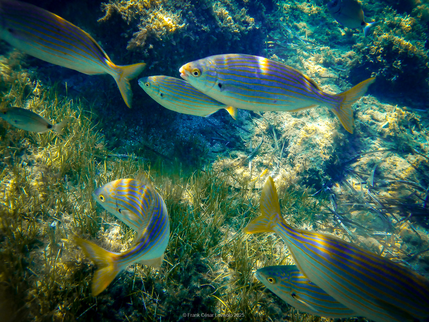 Snorkeling,Le port gréco-romain d’Olbia à Hyères - Sousleaugraphie - Snorkeling - Frank César LOVISOLO - La relation entre l’être humain et le milieu marin s’est progressivement transformée au cours des dernières décennies. Longtemps réservée aux pêcheurs, aux navigateurs ou aux plongeurs aguerris, l’exploration sous-marine s’est démocratisée grâce au développement d’équipements simples et accessibles. La randonnée sous-marine avec palmes et masque, également connue sous le nom de snorkeling, en constitue l’une des pratiques les plus populaires. Elle se caractérise par une immersion en surface, la plupart du temps à faible profondeur, permettant l’observation directe des fonds marins. Si elle est souvent perçue comme une activité de loisir, la randonnée palmée occupe une place croissante dans les domaines de l’éducation, de la sensibilisation à l’environnement et du tourisme durable. L’objectif de cet article est d’analyser cette pratique dans une perspective académique, en abordant successivement ses dimensions écologiques et pédagogiques, ses aspects socio-culturels et touristiques, ainsi que ses retombées physiologiques et sportives.