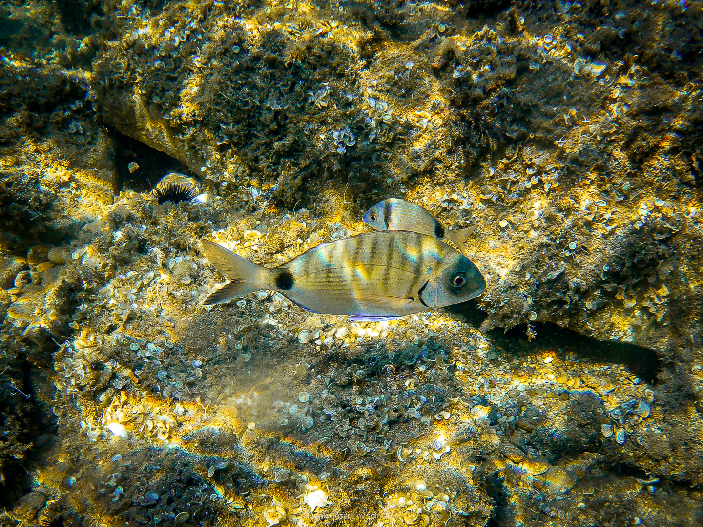 Snorkeling,Le port gréco-romain d’Olbia à Hyères - Sousleaugraphie - Snorkeling - Frank César LOVISOLO - La relation entre l’être humain et le milieu marin s’est progressivement transformée au cours des dernières décennies. Longtemps réservée aux pêcheurs, aux navigateurs ou aux plongeurs aguerris, l’exploration sous-marine s’est démocratisée grâce au développement d’équipements simples et accessibles. La randonnée sous-marine avec palmes et masque, également connue sous le nom de snorkeling, en constitue l’une des pratiques les plus populaires. Elle se caractérise par une immersion en surface, la plupart du temps à faible profondeur, permettant l’observation directe des fonds marins. Si elle est souvent perçue comme une activité de loisir, la randonnée palmée occupe une place croissante dans les domaines de l’éducation, de la sensibilisation à l’environnement et du tourisme durable. L’objectif de cet article est d’analyser cette pratique dans une perspective académique, en abordant successivement ses dimensions écologiques et pédagogiques, ses aspects socio-culturels et touristiques, ainsi que ses retombées physiologiques et sportives.