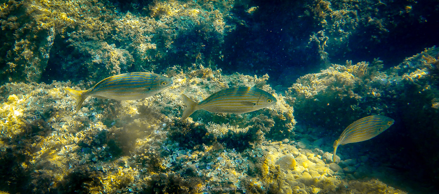Snorkeling,Le port gréco-romain d’Olbia à Hyères - Sousleaugraphie - Snorkeling - Frank César LOVISOLO - La relation entre l’être humain et le milieu marin s’est progressivement transformée au cours des dernières décennies. Longtemps réservée aux pêcheurs, aux navigateurs ou aux plongeurs aguerris, l’exploration sous-marine s’est démocratisée grâce au développement d’équipements simples et accessibles. La randonnée sous-marine avec palmes et masque, également connue sous le nom de snorkeling, en constitue l’une des pratiques les plus populaires. Elle se caractérise par une immersion en surface, la plupart du temps à faible profondeur, permettant l’observation directe des fonds marins. Si elle est souvent perçue comme une activité de loisir, la randonnée palmée occupe une place croissante dans les domaines de l’éducation, de la sensibilisation à l’environnement et du tourisme durable. L’objectif de cet article est d’analyser cette pratique dans une perspective académique, en abordant successivement ses dimensions écologiques et pédagogiques, ses aspects socio-culturels et touristiques, ainsi que ses retombées physiologiques et sportives.
