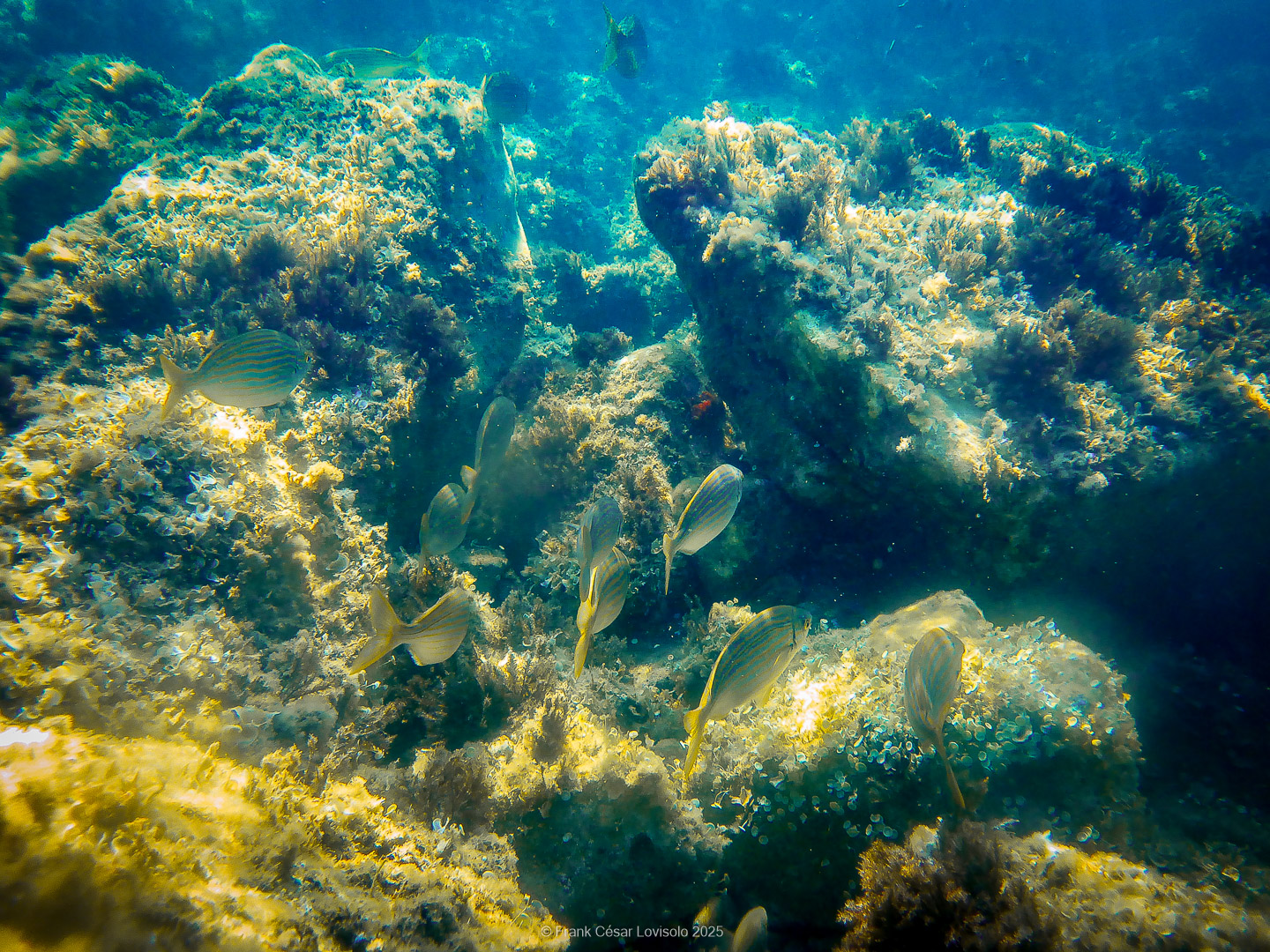 Snorkeling,Le port gréco-romain d’Olbia à Hyères - Sousleaugraphie - Snorkeling - Frank César LOVISOLO - La relation entre l’être humain et le milieu marin s’est progressivement transformée au cours des dernières décennies. Longtemps réservée aux pêcheurs, aux navigateurs ou aux plongeurs aguerris, l’exploration sous-marine s’est démocratisée grâce au développement d’équipements simples et accessibles. La randonnée sous-marine avec palmes et masque, également connue sous le nom de snorkeling, en constitue l’une des pratiques les plus populaires. Elle se caractérise par une immersion en surface, la plupart du temps à faible profondeur, permettant l’observation directe des fonds marins. Si elle est souvent perçue comme une activité de loisir, la randonnée palmée occupe une place croissante dans les domaines de l’éducation, de la sensibilisation à l’environnement et du tourisme durable. L’objectif de cet article est d’analyser cette pratique dans une perspective académique, en abordant successivement ses dimensions écologiques et pédagogiques, ses aspects socio-culturels et touristiques, ainsi que ses retombées physiologiques et sportives.