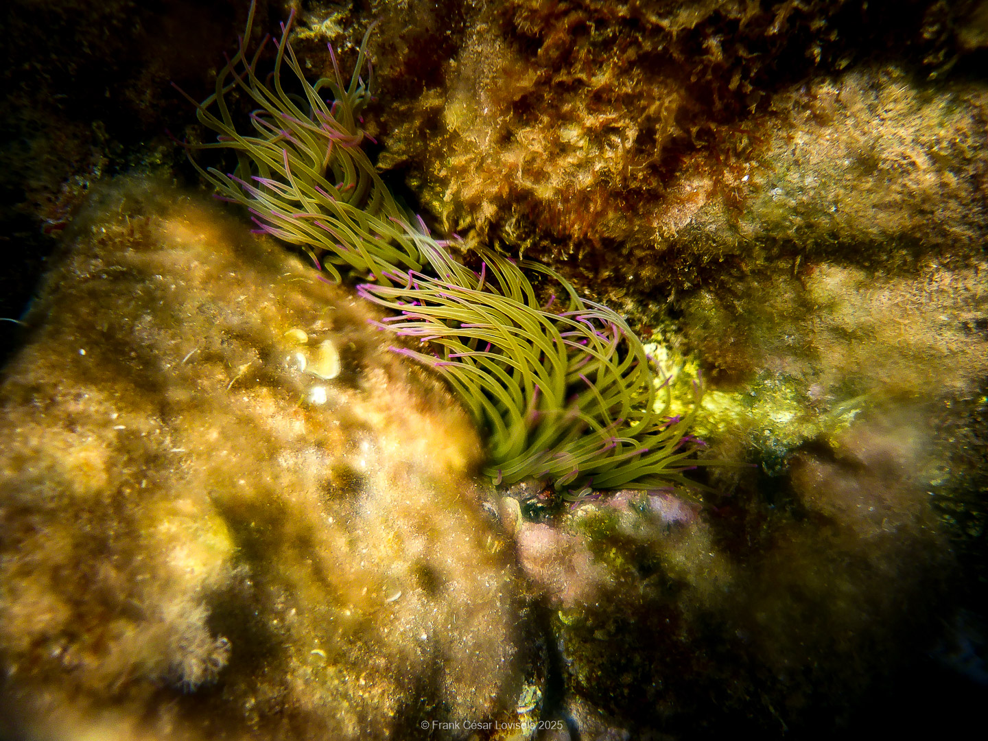 Snorkeling,Le port gréco-romain d’Olbia à Hyères - Sousleaugraphie - Snorkeling - Frank César LOVISOLO - La relation entre l’être humain et le milieu marin s’est progressivement transformée au cours des dernières décennies. Longtemps réservée aux pêcheurs, aux navigateurs ou aux plongeurs aguerris, l’exploration sous-marine s’est démocratisée grâce au développement d’équipements simples et accessibles. La randonnée sous-marine avec palmes et masque, également connue sous le nom de snorkeling, en constitue l’une des pratiques les plus populaires. Elle se caractérise par une immersion en surface, la plupart du temps à faible profondeur, permettant l’observation directe des fonds marins. Si elle est souvent perçue comme une activité de loisir, la randonnée palmée occupe une place croissante dans les domaines de l’éducation, de la sensibilisation à l’environnement et du tourisme durable. L’objectif de cet article est d’analyser cette pratique dans une perspective académique, en abordant successivement ses dimensions écologiques et pédagogiques, ses aspects socio-culturels et touristiques, ainsi que ses retombées physiologiques et sportives.