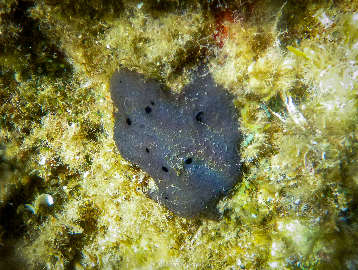 Snorkeling,Le port gréco-romain d’Olbia à Hyères - Sousleaugraphie - Snorkeling - Frank César LOVISOLO - La relation entre l’être humain et le milieu marin s’est progressivement transformée au cours des dernières décennies. Longtemps réservée aux pêcheurs, aux navigateurs ou aux plongeurs aguerris, l’exploration sous-marine s’est démocratisée grâce au développement d’équipements simples et accessibles. La randonnée sous-marine avec palmes et masque, également connue sous le nom de snorkeling, en constitue l’une des pratiques les plus populaires. Elle se caractérise par une immersion en surface, la plupart du temps à faible profondeur, permettant l’observation directe des fonds marins. Si elle est souvent perçue comme une activité de loisir, la randonnée palmée occupe une place croissante dans les domaines de l’éducation, de la sensibilisation à l’environnement et du tourisme durable. L’objectif de cet article est d’analyser cette pratique dans une perspective académique, en abordant successivement ses dimensions écologiques et pédagogiques, ses aspects socio-culturels et touristiques, ainsi que ses retombées physiologiques et sportives.