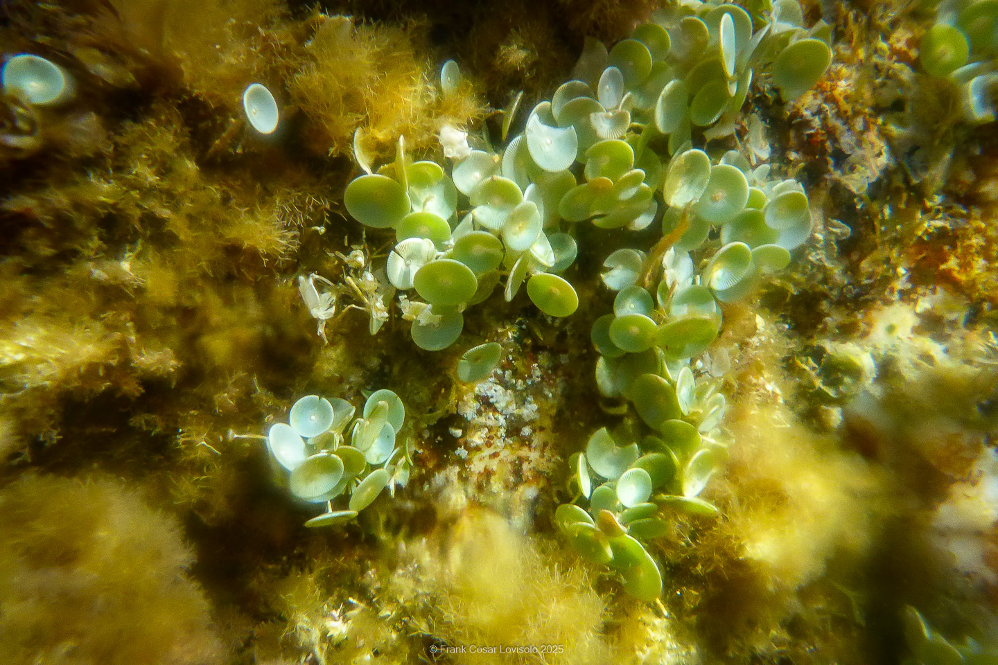 Snorkeling,Le port gréco-romain d’Olbia à Hyères - Sousleaugraphie - Snorkeling - Frank César LOVISOLO - La relation entre l’être humain et le milieu marin s’est progressivement transformée au cours des dernières décennies. Longtemps réservée aux pêcheurs, aux navigateurs ou aux plongeurs aguerris, l’exploration sous-marine s’est démocratisée grâce au développement d’équipements simples et accessibles. La randonnée sous-marine avec palmes et masque, également connue sous le nom de snorkeling, en constitue l’une des pratiques les plus populaires. Elle se caractérise par une immersion en surface, la plupart du temps à faible profondeur, permettant l’observation directe des fonds marins. Si elle est souvent perçue comme une activité de loisir, la randonnée palmée occupe une place croissante dans les domaines de l’éducation, de la sensibilisation à l’environnement et du tourisme durable. L’objectif de cet article est d’analyser cette pratique dans une perspective académique, en abordant successivement ses dimensions écologiques et pédagogiques, ses aspects socio-culturels et touristiques, ainsi que ses retombées physiologiques et sportives.