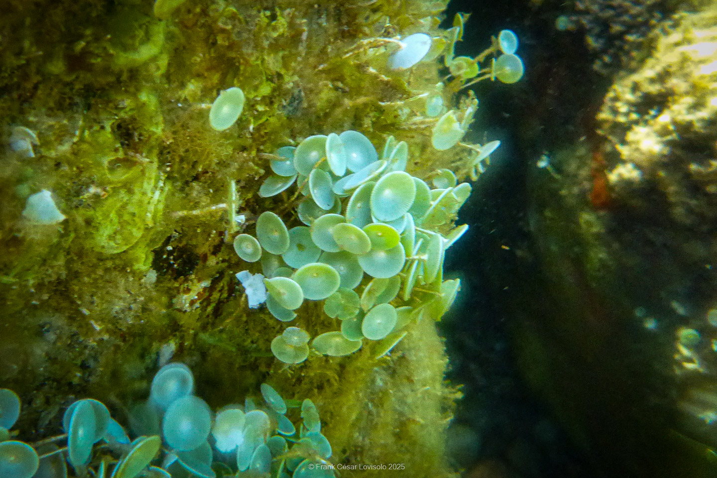 Snorkeling,Le port gréco-romain d’Olbia à Hyères - Sousleaugraphie - Snorkeling - Frank César LOVISOLO - La relation entre l’être humain et le milieu marin s’est progressivement transformée au cours des dernières décennies. Longtemps réservée aux pêcheurs, aux navigateurs ou aux plongeurs aguerris, l’exploration sous-marine s’est démocratisée grâce au développement d’équipements simples et accessibles. La randonnée sous-marine avec palmes et masque, également connue sous le nom de snorkeling, en constitue l’une des pratiques les plus populaires. Elle se caractérise par une immersion en surface, la plupart du temps à faible profondeur, permettant l’observation directe des fonds marins. Si elle est souvent perçue comme une activité de loisir, la randonnée palmée occupe une place croissante dans les domaines de l’éducation, de la sensibilisation à l’environnement et du tourisme durable. L’objectif de cet article est d’analyser cette pratique dans une perspective académique, en abordant successivement ses dimensions écologiques et pédagogiques, ses aspects socio-culturels et touristiques, ainsi que ses retombées physiologiques et sportives.