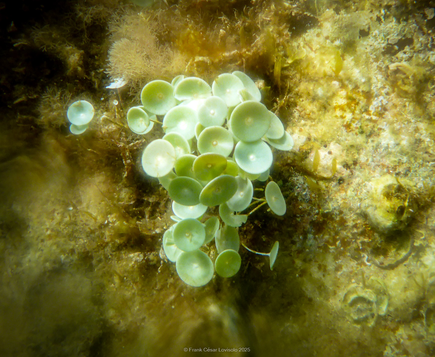Snorkeling,Le port gréco-romain d’Olbia à Hyères - Sousleaugraphie - Snorkeling - Frank César LOVISOLO - La relation entre l’être humain et le milieu marin s’est progressivement transformée au cours des dernières décennies. Longtemps réservée aux pêcheurs, aux navigateurs ou aux plongeurs aguerris, l’exploration sous-marine s’est démocratisée grâce au développement d’équipements simples et accessibles. La randonnée sous-marine avec palmes et masque, également connue sous le nom de snorkeling, en constitue l’une des pratiques les plus populaires. Elle se caractérise par une immersion en surface, la plupart du temps à faible profondeur, permettant l’observation directe des fonds marins. Si elle est souvent perçue comme une activité de loisir, la randonnée palmée occupe une place croissante dans les domaines de l’éducation, de la sensibilisation à l’environnement et du tourisme durable. L’objectif de cet article est d’analyser cette pratique dans une perspective académique, en abordant successivement ses dimensions écologiques et pédagogiques, ses aspects socio-culturels et touristiques, ainsi que ses retombées physiologiques et sportives.