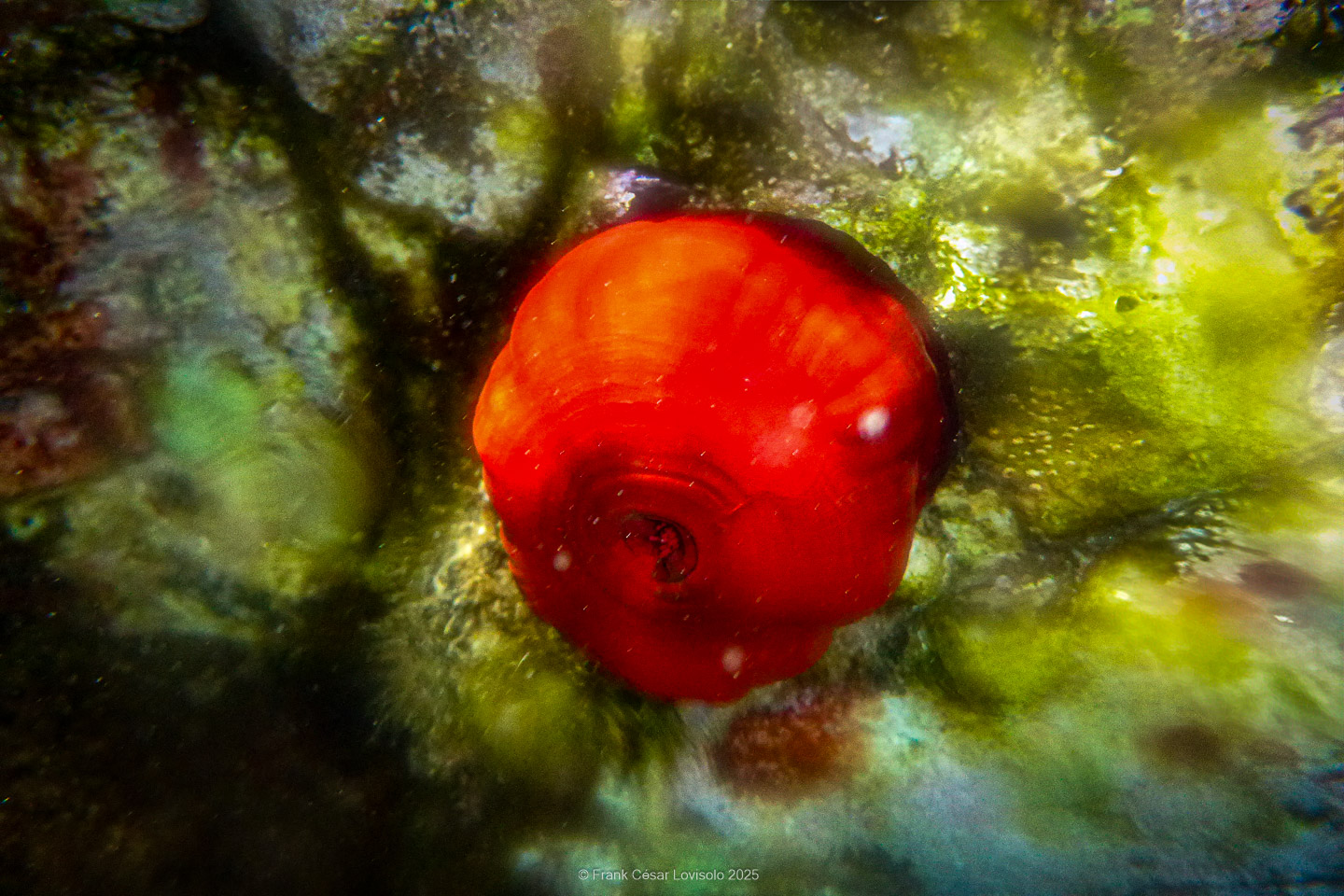 Snorkeling,Le port gréco-romain d’Olbia à Hyères - Sousleaugraphie - Snorkeling - Frank César LOVISOLO - La relation entre l’être humain et le milieu marin s’est progressivement transformée au cours des dernières décennies. Longtemps réservée aux pêcheurs, aux navigateurs ou aux plongeurs aguerris, l’exploration sous-marine s’est démocratisée grâce au développement d’équipements simples et accessibles. La randonnée sous-marine avec palmes et masque, également connue sous le nom de snorkeling, en constitue l’une des pratiques les plus populaires. Elle se caractérise par une immersion en surface, la plupart du temps à faible profondeur, permettant l’observation directe des fonds marins. Si elle est souvent perçue comme une activité de loisir, la randonnée palmée occupe une place croissante dans les domaines de l’éducation, de la sensibilisation à l’environnement et du tourisme durable. L’objectif de cet article est d’analyser cette pratique dans une perspective académique, en abordant successivement ses dimensions écologiques et pédagogiques, ses aspects socio-culturels et touristiques, ainsi que ses retombées physiologiques et sportives.