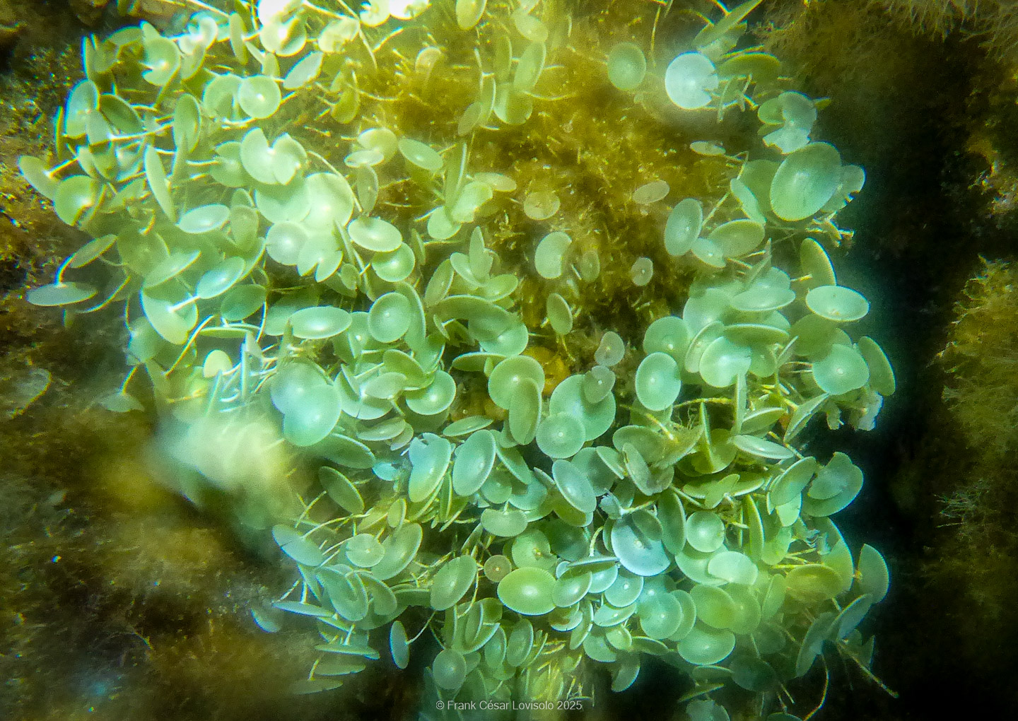 Snorkeling,Le port gréco-romain d’Olbia à Hyères - Sousleaugraphie - Snorkeling - Frank César LOVISOLO - La relation entre l’être humain et le milieu marin s’est progressivement transformée au cours des dernières décennies. Longtemps réservée aux pêcheurs, aux navigateurs ou aux plongeurs aguerris, l’exploration sous-marine s’est démocratisée grâce au développement d’équipements simples et accessibles. La randonnée sous-marine avec palmes et masque, également connue sous le nom de snorkeling, en constitue l’une des pratiques les plus populaires. Elle se caractérise par une immersion en surface, la plupart du temps à faible profondeur, permettant l’observation directe des fonds marins. Si elle est souvent perçue comme une activité de loisir, la randonnée palmée occupe une place croissante dans les domaines de l’éducation, de la sensibilisation à l’environnement et du tourisme durable. L’objectif de cet article est d’analyser cette pratique dans une perspective académique, en abordant successivement ses dimensions écologiques et pédagogiques, ses aspects socio-culturels et touristiques, ainsi que ses retombées physiologiques et sportives.