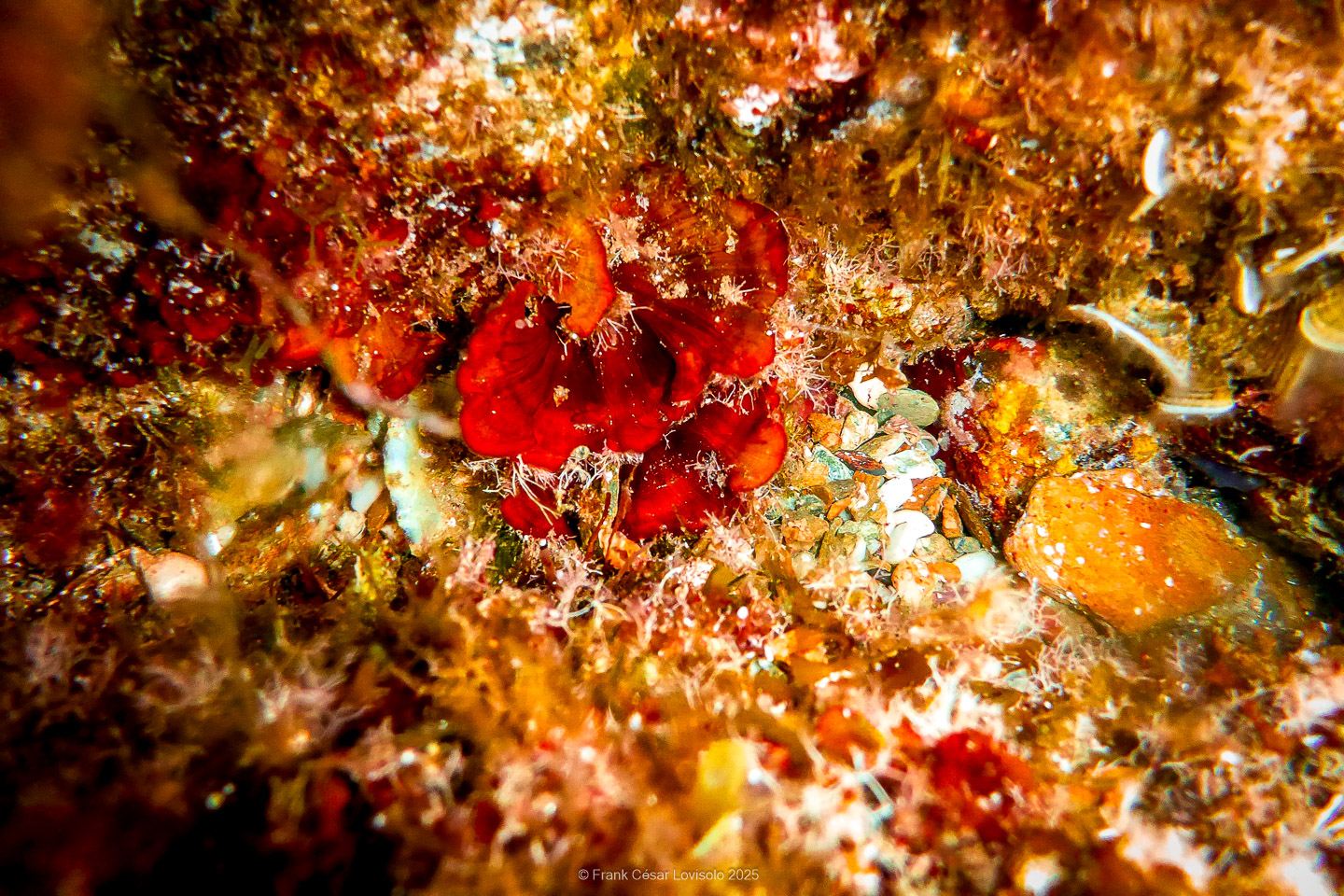 Snorkeling,Le port gréco-romain d’Olbia à Hyères - Sousleaugraphie - Snorkeling - Frank César LOVISOLO - La relation entre l’être humain et le milieu marin s’est progressivement transformée au cours des dernières décennies. Longtemps réservée aux pêcheurs, aux navigateurs ou aux plongeurs aguerris, l’exploration sous-marine s’est démocratisée grâce au développement d’équipements simples et accessibles. La randonnée sous-marine avec palmes et masque, également connue sous le nom de snorkeling, en constitue l’une des pratiques les plus populaires. Elle se caractérise par une immersion en surface, la plupart du temps à faible profondeur, permettant l’observation directe des fonds marins. Si elle est souvent perçue comme une activité de loisir, la randonnée palmée occupe une place croissante dans les domaines de l’éducation, de la sensibilisation à l’environnement et du tourisme durable. L’objectif de cet article est d’analyser cette pratique dans une perspective académique, en abordant successivement ses dimensions écologiques et pédagogiques, ses aspects socio-culturels et touristiques, ainsi que ses retombées physiologiques et sportives.