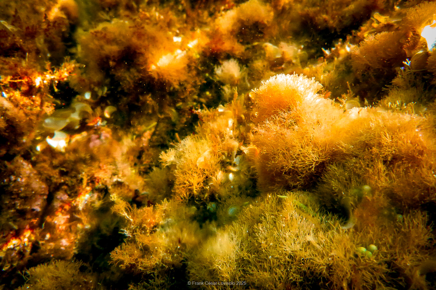 Snorkeling,Le port gréco-romain d’Olbia à Hyères - Sousleaugraphie - Snorkeling - Frank César LOVISOLO - La relation entre l’être humain et le milieu marin s’est progressivement transformée au cours des dernières décennies. Longtemps réservée aux pêcheurs, aux navigateurs ou aux plongeurs aguerris, l’exploration sous-marine s’est démocratisée grâce au développement d’équipements simples et accessibles. La randonnée sous-marine avec palmes et masque, également connue sous le nom de snorkeling, en constitue l’une des pratiques les plus populaires. Elle se caractérise par une immersion en surface, la plupart du temps à faible profondeur, permettant l’observation directe des fonds marins. Si elle est souvent perçue comme une activité de loisir, la randonnée palmée occupe une place croissante dans les domaines de l’éducation, de la sensibilisation à l’environnement et du tourisme durable. L’objectif de cet article est d’analyser cette pratique dans une perspective académique, en abordant successivement ses dimensions écologiques et pédagogiques, ses aspects socio-culturels et touristiques, ainsi que ses retombées physiologiques et sportives.