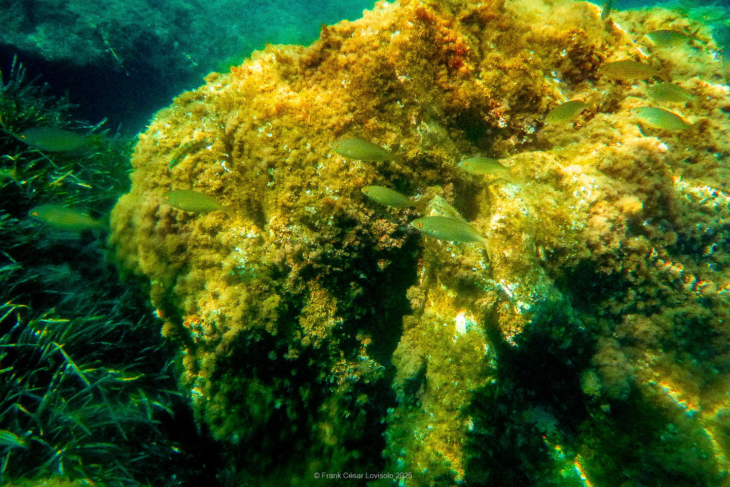 Snorkeling,Le port gréco-romain d’Olbia à Hyères - Sousleaugraphie - Snorkeling - Frank César LOVISOLO - La relation entre l’être humain et le milieu marin s’est progressivement transformée au cours des dernières décennies. Longtemps réservée aux pêcheurs, aux navigateurs ou aux plongeurs aguerris, l’exploration sous-marine s’est démocratisée grâce au développement d’équipements simples et accessibles. La randonnée sous-marine avec palmes et masque, également connue sous le nom de snorkeling, en constitue l’une des pratiques les plus populaires. Elle se caractérise par une immersion en surface, la plupart du temps à faible profondeur, permettant l’observation directe des fonds marins. Si elle est souvent perçue comme une activité de loisir, la randonnée palmée occupe une place croissante dans les domaines de l’éducation, de la sensibilisation à l’environnement et du tourisme durable. L’objectif de cet article est d’analyser cette pratique dans une perspective académique, en abordant successivement ses dimensions écologiques et pédagogiques, ses aspects socio-culturels et touristiques, ainsi que ses retombées physiologiques et sportives.