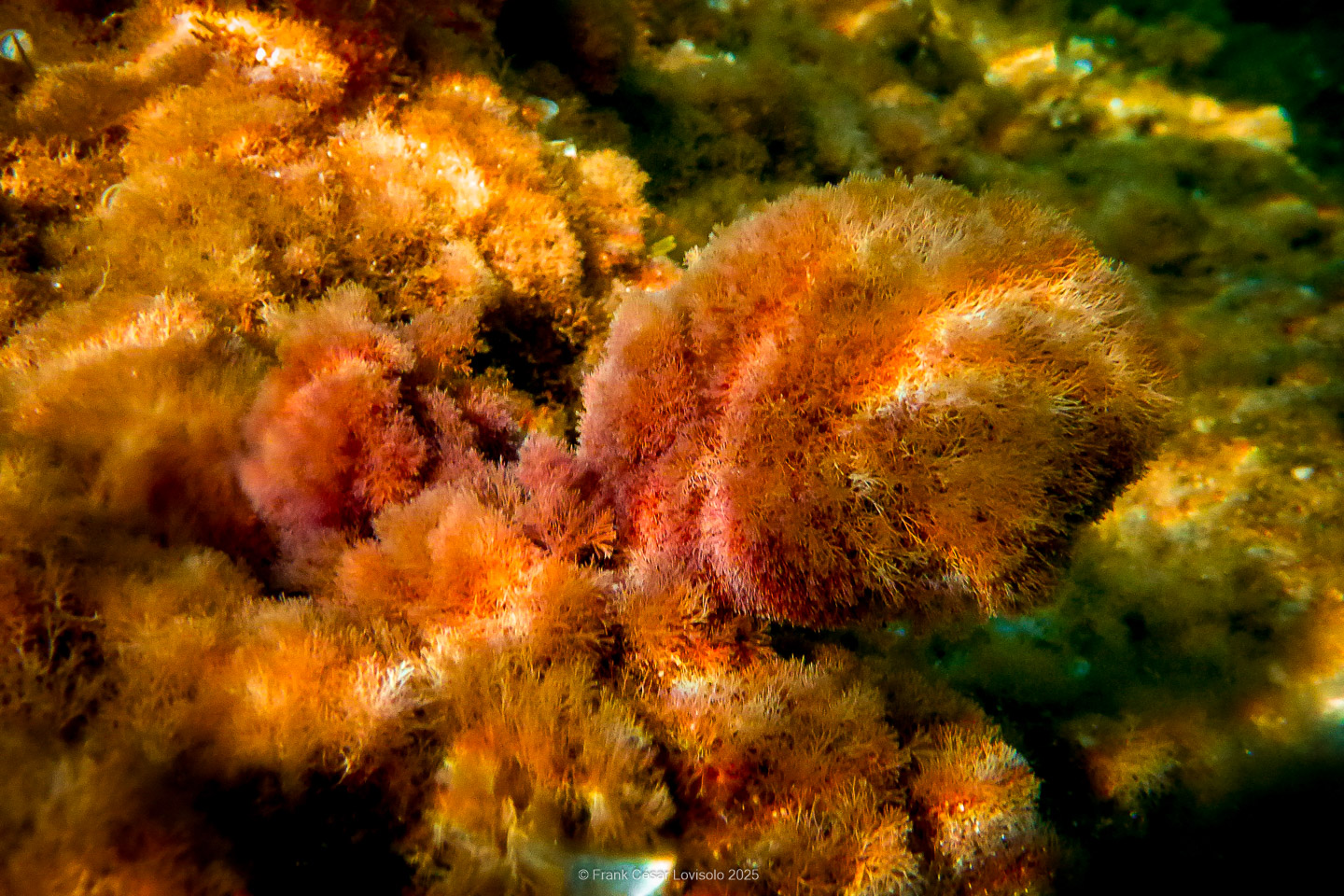 Snorkeling,Le port gréco-romain d’Olbia à Hyères - Sousleaugraphie - Snorkeling - Frank César LOVISOLO - La relation entre l’être humain et le milieu marin s’est progressivement transformée au cours des dernières décennies. Longtemps réservée aux pêcheurs, aux navigateurs ou aux plongeurs aguerris, l’exploration sous-marine s’est démocratisée grâce au développement d’équipements simples et accessibles. La randonnée sous-marine avec palmes et masque, également connue sous le nom de snorkeling, en constitue l’une des pratiques les plus populaires. Elle se caractérise par une immersion en surface, la plupart du temps à faible profondeur, permettant l’observation directe des fonds marins. Si elle est souvent perçue comme une activité de loisir, la randonnée palmée occupe une place croissante dans les domaines de l’éducation, de la sensibilisation à l’environnement et du tourisme durable. L’objectif de cet article est d’analyser cette pratique dans une perspective académique, en abordant successivement ses dimensions écologiques et pédagogiques, ses aspects socio-culturels et touristiques, ainsi que ses retombées physiologiques et sportives.