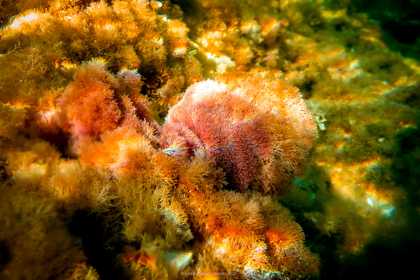Snorkeling,Le port gréco-romain d’Olbia à Hyères - Sousleaugraphie - Snorkeling - Frank César LOVISOLO - La relation entre l’être humain et le milieu marin s’est progressivement transformée au cours des dernières décennies. Longtemps réservée aux pêcheurs, aux navigateurs ou aux plongeurs aguerris, l’exploration sous-marine s’est démocratisée grâce au développement d’équipements simples et accessibles. La randonnée sous-marine avec palmes et masque, également connue sous le nom de snorkeling, en constitue l’une des pratiques les plus populaires. Elle se caractérise par une immersion en surface, la plupart du temps à faible profondeur, permettant l’observation directe des fonds marins. Si elle est souvent perçue comme une activité de loisir, la randonnée palmée occupe une place croissante dans les domaines de l’éducation, de la sensibilisation à l’environnement et du tourisme durable. L’objectif de cet article est d’analyser cette pratique dans une perspective académique, en abordant successivement ses dimensions écologiques et pédagogiques, ses aspects socio-culturels et touristiques, ainsi que ses retombées physiologiques et sportives.
