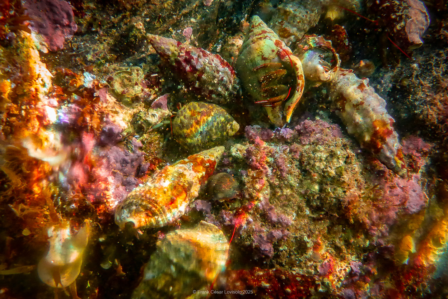 Snorkeling,Le port gréco-romain d’Olbia à Hyères - Sousleaugraphie - Snorkeling - Frank César LOVISOLO - La relation entre l’être humain et le milieu marin s’est progressivement transformée au cours des dernières décennies. Longtemps réservée aux pêcheurs, aux navigateurs ou aux plongeurs aguerris, l’exploration sous-marine s’est démocratisée grâce au développement d’équipements simples et accessibles. La randonnée sous-marine avec palmes et masque, également connue sous le nom de snorkeling, en constitue l’une des pratiques les plus populaires. Elle se caractérise par une immersion en surface, la plupart du temps à faible profondeur, permettant l’observation directe des fonds marins. Si elle est souvent perçue comme une activité de loisir, la randonnée palmée occupe une place croissante dans les domaines de l’éducation, de la sensibilisation à l’environnement et du tourisme durable. L’objectif de cet article est d’analyser cette pratique dans une perspective académique, en abordant successivement ses dimensions écologiques et pédagogiques, ses aspects socio-culturels et touristiques, ainsi que ses retombées physiologiques et sportives.