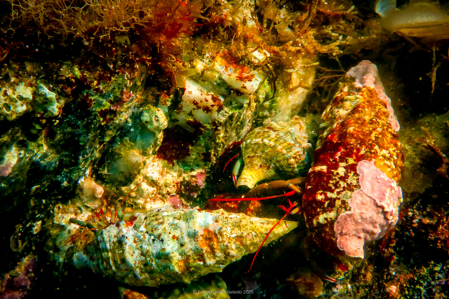 Snorkeling,Le port gréco-romain d’Olbia à Hyères - Sousleaugraphie - Snorkeling - Frank César LOVISOLO - La relation entre l’être humain et le milieu marin s’est progressivement transformée au cours des dernières décennies. Longtemps réservée aux pêcheurs, aux navigateurs ou aux plongeurs aguerris, l’exploration sous-marine s’est démocratisée grâce au développement d’équipements simples et accessibles. La randonnée sous-marine avec palmes et masque, également connue sous le nom de snorkeling, en constitue l’une des pratiques les plus populaires. Elle se caractérise par une immersion en surface, la plupart du temps à faible profondeur, permettant l’observation directe des fonds marins. Si elle est souvent perçue comme une activité de loisir, la randonnée palmée occupe une place croissante dans les domaines de l’éducation, de la sensibilisation à l’environnement et du tourisme durable. L’objectif de cet article est d’analyser cette pratique dans une perspective académique, en abordant successivement ses dimensions écologiques et pédagogiques, ses aspects socio-culturels et touristiques, ainsi que ses retombées physiologiques et sportives.