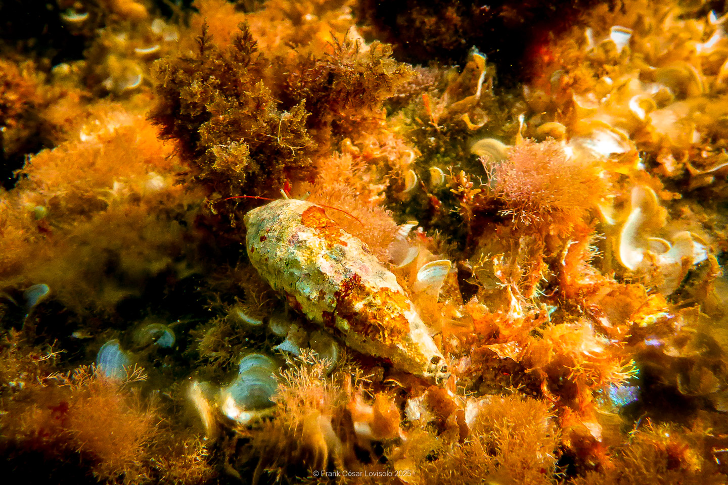 Snorkeling,Le port gréco-romain d’Olbia à Hyères - Sousleaugraphie - Snorkeling - Frank César LOVISOLO - La relation entre l’être humain et le milieu marin s’est progressivement transformée au cours des dernières décennies. Longtemps réservée aux pêcheurs, aux navigateurs ou aux plongeurs aguerris, l’exploration sous-marine s’est démocratisée grâce au développement d’équipements simples et accessibles. La randonnée sous-marine avec palmes et masque, également connue sous le nom de snorkeling, en constitue l’une des pratiques les plus populaires. Elle se caractérise par une immersion en surface, la plupart du temps à faible profondeur, permettant l’observation directe des fonds marins. Si elle est souvent perçue comme une activité de loisir, la randonnée palmée occupe une place croissante dans les domaines de l’éducation, de la sensibilisation à l’environnement et du tourisme durable. L’objectif de cet article est d’analyser cette pratique dans une perspective académique, en abordant successivement ses dimensions écologiques et pédagogiques, ses aspects socio-culturels et touristiques, ainsi que ses retombées physiologiques et sportives.