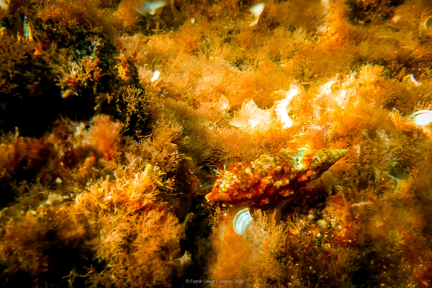 Snorkeling,Le port gréco-romain d’Olbia à Hyères - Sousleaugraphie - Snorkeling - Frank César LOVISOLO - La relation entre l’être humain et le milieu marin s’est progressivement transformée au cours des dernières décennies. Longtemps réservée aux pêcheurs, aux navigateurs ou aux plongeurs aguerris, l’exploration sous-marine s’est démocratisée grâce au développement d’équipements simples et accessibles. La randonnée sous-marine avec palmes et masque, également connue sous le nom de snorkeling, en constitue l’une des pratiques les plus populaires. Elle se caractérise par une immersion en surface, la plupart du temps à faible profondeur, permettant l’observation directe des fonds marins. Si elle est souvent perçue comme une activité de loisir, la randonnée palmée occupe une place croissante dans les domaines de l’éducation, de la sensibilisation à l’environnement et du tourisme durable. L’objectif de cet article est d’analyser cette pratique dans une perspective académique, en abordant successivement ses dimensions écologiques et pédagogiques, ses aspects socio-culturels et touristiques, ainsi que ses retombées physiologiques et sportives.
