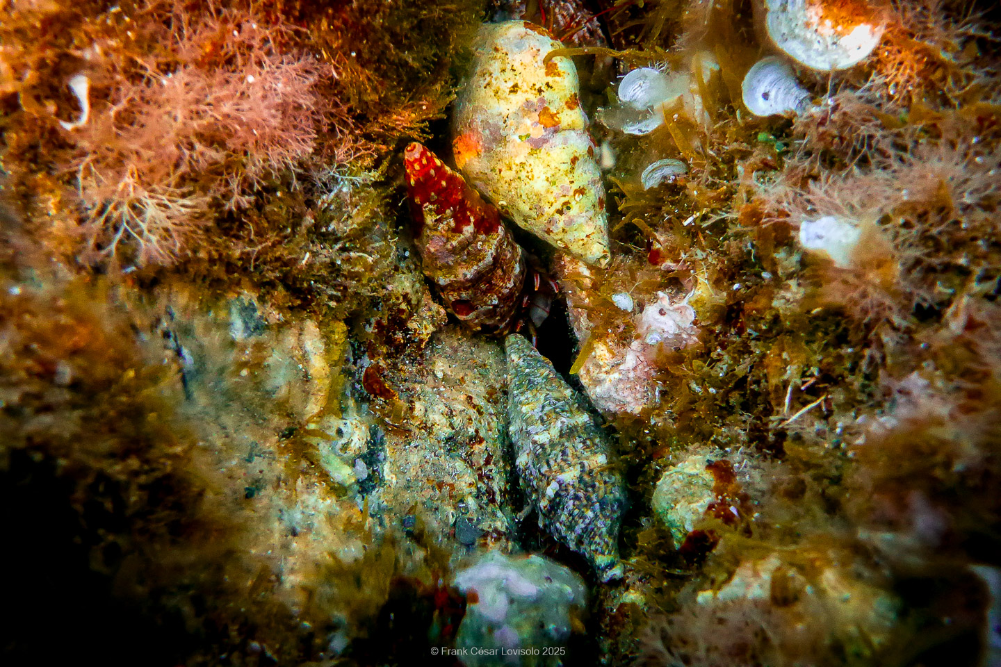 Snorkeling,Le port gréco-romain d’Olbia à Hyères - Sousleaugraphie - Snorkeling - Frank César LOVISOLO - La relation entre l’être humain et le milieu marin s’est progressivement transformée au cours des dernières décennies. Longtemps réservée aux pêcheurs, aux navigateurs ou aux plongeurs aguerris, l’exploration sous-marine s’est démocratisée grâce au développement d’équipements simples et accessibles. La randonnée sous-marine avec palmes et masque, également connue sous le nom de snorkeling, en constitue l’une des pratiques les plus populaires. Elle se caractérise par une immersion en surface, la plupart du temps à faible profondeur, permettant l’observation directe des fonds marins. Si elle est souvent perçue comme une activité de loisir, la randonnée palmée occupe une place croissante dans les domaines de l’éducation, de la sensibilisation à l’environnement et du tourisme durable. L’objectif de cet article est d’analyser cette pratique dans une perspective académique, en abordant successivement ses dimensions écologiques et pédagogiques, ses aspects socio-culturels et touristiques, ainsi que ses retombées physiologiques et sportives.