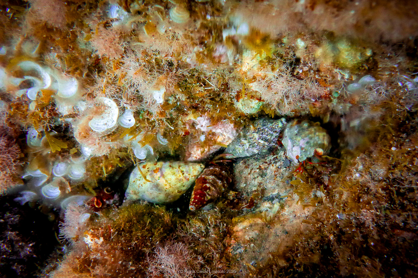 Snorkeling,Le port gréco-romain d’Olbia à Hyères - Sousleaugraphie - Snorkeling - Frank César LOVISOLO - La relation entre l’être humain et le milieu marin s’est progressivement transformée au cours des dernières décennies. Longtemps réservée aux pêcheurs, aux navigateurs ou aux plongeurs aguerris, l’exploration sous-marine s’est démocratisée grâce au développement d’équipements simples et accessibles. La randonnée sous-marine avec palmes et masque, également connue sous le nom de snorkeling, en constitue l’une des pratiques les plus populaires. Elle se caractérise par une immersion en surface, la plupart du temps à faible profondeur, permettant l’observation directe des fonds marins. Si elle est souvent perçue comme une activité de loisir, la randonnée palmée occupe une place croissante dans les domaines de l’éducation, de la sensibilisation à l’environnement et du tourisme durable. L’objectif de cet article est d’analyser cette pratique dans une perspective académique, en abordant successivement ses dimensions écologiques et pédagogiques, ses aspects socio-culturels et touristiques, ainsi que ses retombées physiologiques et sportives.