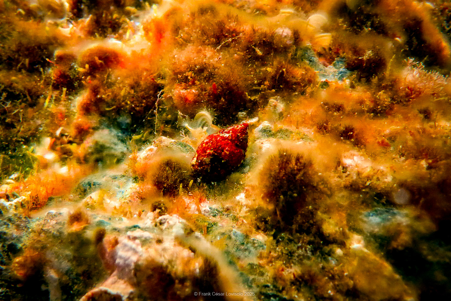 Snorkeling,Le port gréco-romain d’Olbia à Hyères - Sousleaugraphie - Snorkeling - Frank César LOVISOLO - La relation entre l’être humain et le milieu marin s’est progressivement transformée au cours des dernières décennies. Longtemps réservée aux pêcheurs, aux navigateurs ou aux plongeurs aguerris, l’exploration sous-marine s’est démocratisée grâce au développement d’équipements simples et accessibles. La randonnée sous-marine avec palmes et masque, également connue sous le nom de snorkeling, en constitue l’une des pratiques les plus populaires. Elle se caractérise par une immersion en surface, la plupart du temps à faible profondeur, permettant l’observation directe des fonds marins. Si elle est souvent perçue comme une activité de loisir, la randonnée palmée occupe une place croissante dans les domaines de l’éducation, de la sensibilisation à l’environnement et du tourisme durable. L’objectif de cet article est d’analyser cette pratique dans une perspective académique, en abordant successivement ses dimensions écologiques et pédagogiques, ses aspects socio-culturels et touristiques, ainsi que ses retombées physiologiques et sportives.