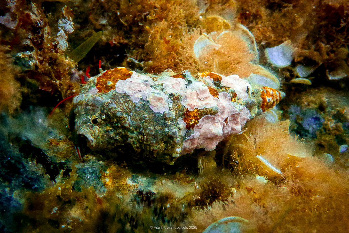 Snorkeling,Le port gréco-romain d’Olbia à Hyères - Sousleaugraphie - Snorkeling - Frank César LOVISOLO - La relation entre l’être humain et le milieu marin s’est progressivement transformée au cours des dernières décennies. Longtemps réservée aux pêcheurs, aux navigateurs ou aux plongeurs aguerris, l’exploration sous-marine s’est démocratisée grâce au développement d’équipements simples et accessibles. La randonnée sous-marine avec palmes et masque, également connue sous le nom de snorkeling, en constitue l’une des pratiques les plus populaires. Elle se caractérise par une immersion en surface, la plupart du temps à faible profondeur, permettant l’observation directe des fonds marins. Si elle est souvent perçue comme une activité de loisir, la randonnée palmée occupe une place croissante dans les domaines de l’éducation, de la sensibilisation à l’environnement et du tourisme durable. L’objectif de cet article est d’analyser cette pratique dans une perspective académique, en abordant successivement ses dimensions écologiques et pédagogiques, ses aspects socio-culturels et touristiques, ainsi que ses retombées physiologiques et sportives.