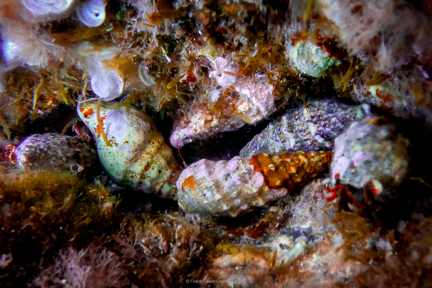 Snorkeling,Le port gréco-romain d’Olbia à Hyères - Sousleaugraphie - Snorkeling - Frank César LOVISOLO - La relation entre l’être humain et le milieu marin s’est progressivement transformée au cours des dernières décennies. Longtemps réservée aux pêcheurs, aux navigateurs ou aux plongeurs aguerris, l’exploration sous-marine s’est démocratisée grâce au développement d’équipements simples et accessibles. La randonnée sous-marine avec palmes et masque, également connue sous le nom de snorkeling, en constitue l’une des pratiques les plus populaires. Elle se caractérise par une immersion en surface, la plupart du temps à faible profondeur, permettant l’observation directe des fonds marins. Si elle est souvent perçue comme une activité de loisir, la randonnée palmée occupe une place croissante dans les domaines de l’éducation, de la sensibilisation à l’environnement et du tourisme durable. L’objectif de cet article est d’analyser cette pratique dans une perspective académique, en abordant successivement ses dimensions écologiques et pédagogiques, ses aspects socio-culturels et touristiques, ainsi que ses retombées physiologiques et sportives.